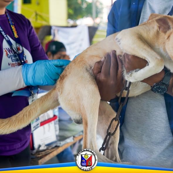 Anti-rabies vaccination ng aso sa covered court ng Verdant Residence, Naic, Cavite