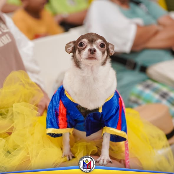 Aso na naka-costume sa Pet Fashion Walk para sa World Rabies Day sa Naic