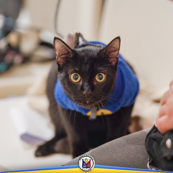 Itim na pusa na naka-blue na harness habang nakatingin sa camera sa World Rabies Day 2025 sa Naic
