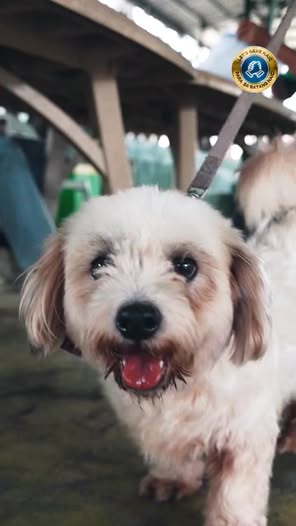 Asong puti na nakatali habang nasa covered court para sa anti-rabies vaccination sa Bucana Malaki