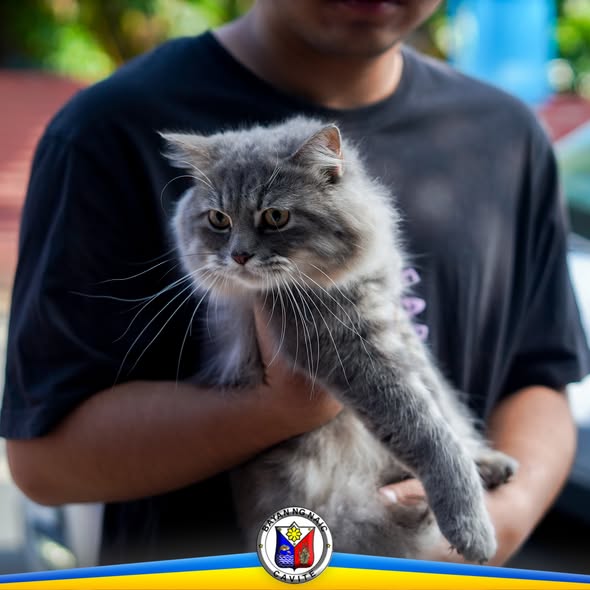 Taong may hawak na mabalahibong pusang kulay abo sa labas, bahagi ng anti-rabies vaccination sa Naic
