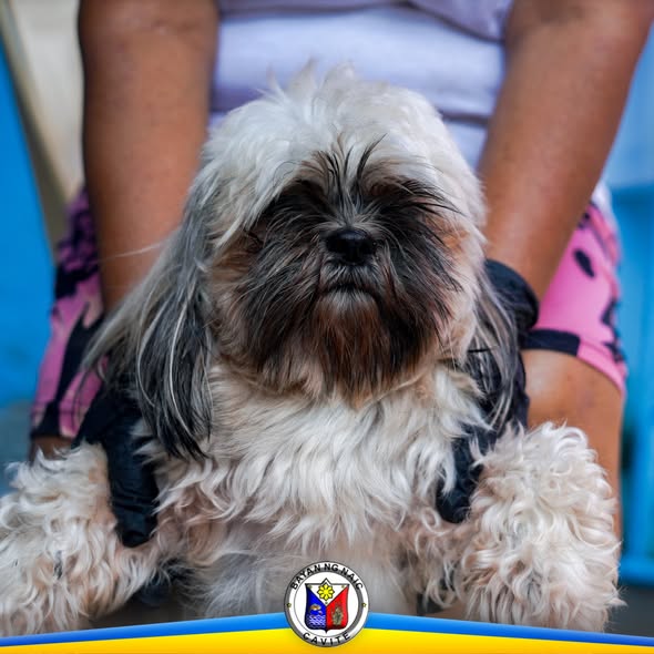 Aso na hinahawakan para sa anti-rabies vaccination sa Barangay Capt. C. Nazareno, Naic
