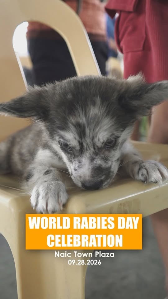 Poster: World Rabies Day Celebration, 09.28.2026, Naic Town Plaza. May tuta na nakapatong sa upuan.