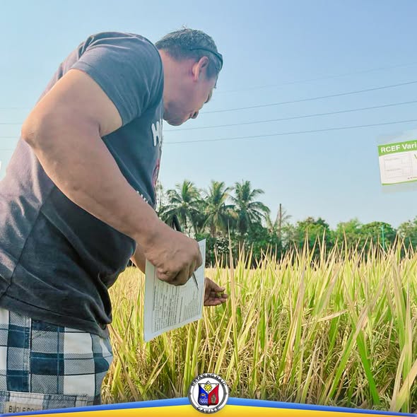Lalaki habang sinusuri ang palay at nagbabasa ng papel sa gitna ng bukid sa Malainen Luma, Naic