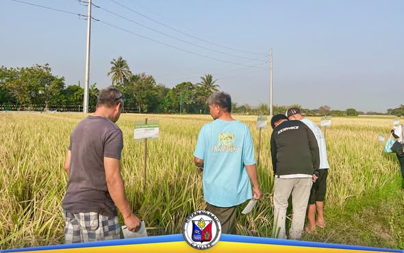 Mga magsasaka at kawani na nagmamasid sa palayan sa Techno-Demo sa Malainen Luma, Naic