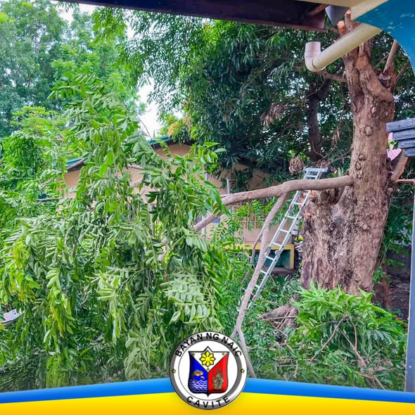 Mga sanga ng puno na nakabagsak sa bakuran ng paaralan habang may nakasandal na hagdan sa puno