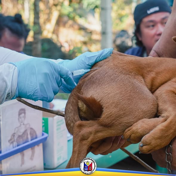 Pagbabakuna ng aso laban sa rabies sa Barangay Muzon, Naic, Cavite