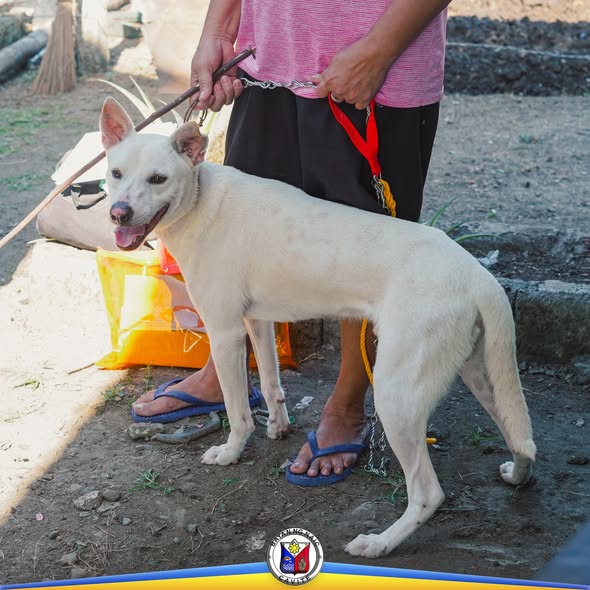 Aso na tinuturukan ng bakuna kontra rabies sa Barangay Muzon, Naic, Cavite