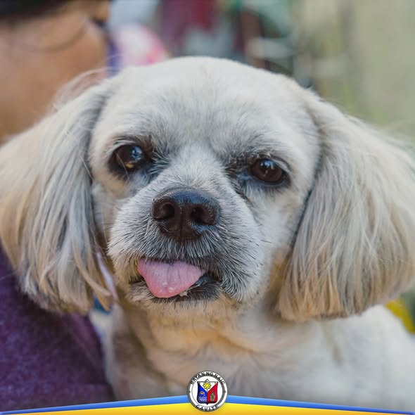 Aso na nakalabas ang dila habang sinusuri sa Anti-Rabies Vaccination sa Barangay Muzon